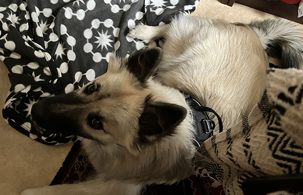 Baldur på filt vid min skrivbordsstol hemma