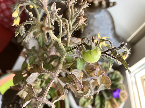 En liten tomat på tomatplantan den 2 oktober 2025
