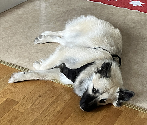 Baldur ligger på köksgolvet