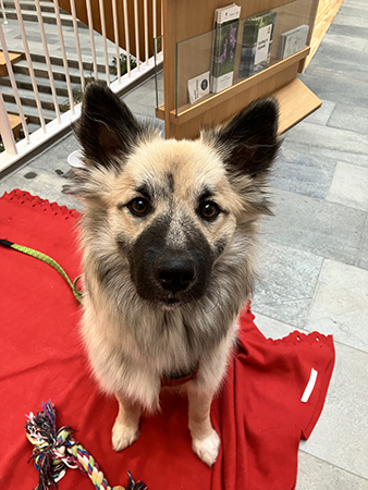 Baldur sitter fint o väntar på godis