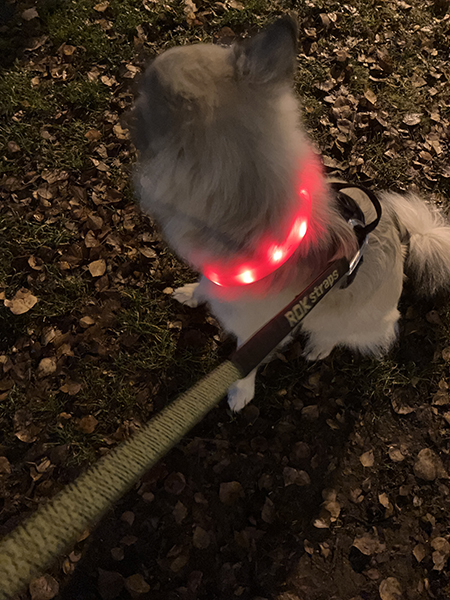 Baldur med ljuskrage