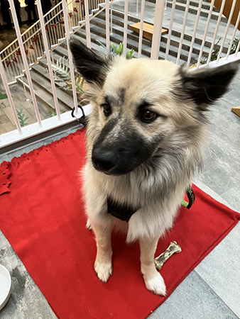 Baldur tittar på min vänstra ficka