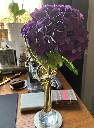 Lila Hortensia tre veckor i vas på skrivbordet