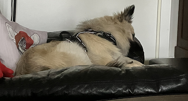 Baldur i reclinerfåtöljen