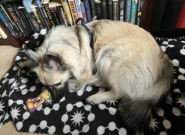 Baldur på filten med leksak i arbesrummet