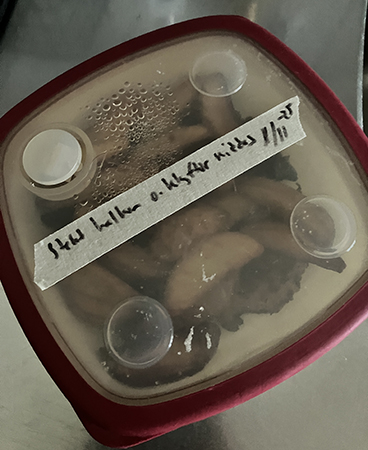 Matlåda med stekt kalkon och klyftor