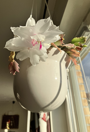 Vit o rosa novemberkaktus i ampeln i vardagsrumsfönstret 2025