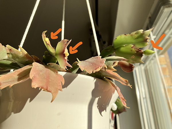 Flera knoppar i den vita novemberkaktusen 2025