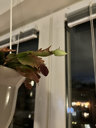 En knopp i vita novemberkaktusen