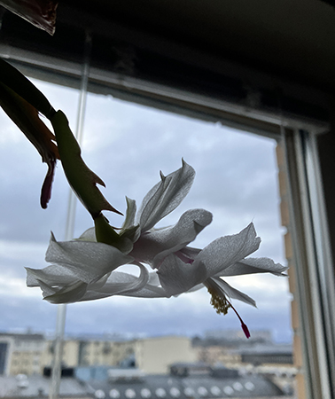 En vit blomma på novemberkaktus