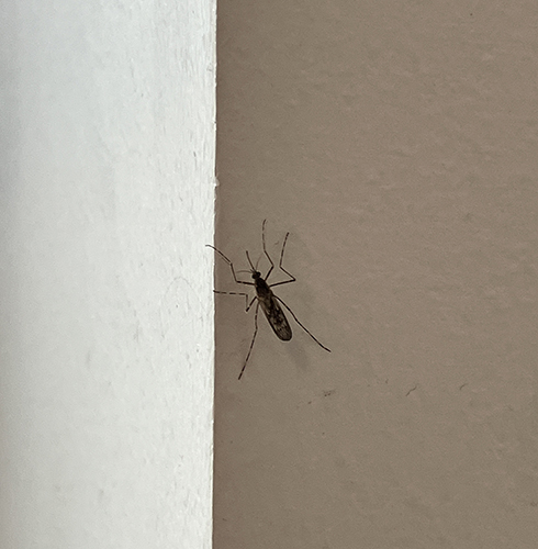 Insekt på jobbet Insekt på jobbet