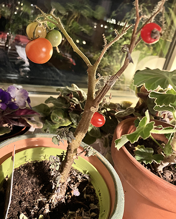 Tre små röda tomater o två gröna på Busk-Margit