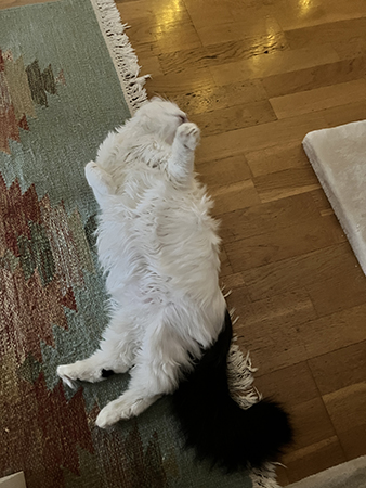 Citrus på rygg och spinner