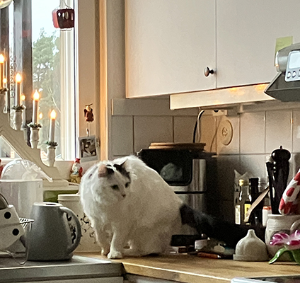 Citrus uppe på köksbänken