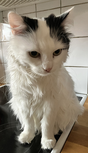 Mammisens lilla kicka Citrus närbild