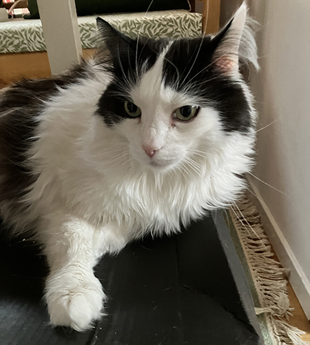 Mammisen lilla pojkis Lucifer närbild