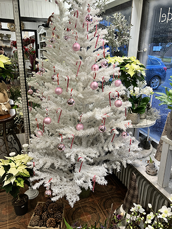 Mias vita gran i blomsterhandeln o min bil utanför