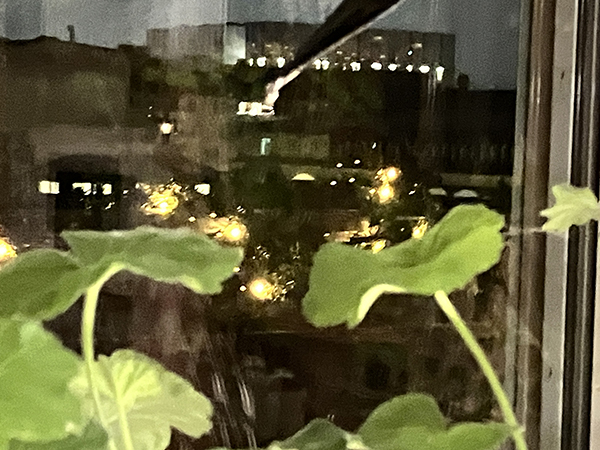 Oskarpt fönster med växter mot husfasader