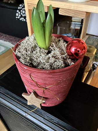 Blå hyacint i röd kruka med mossa o röd kula