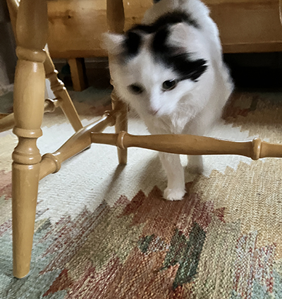 Citrus på språng under Annas köksstol