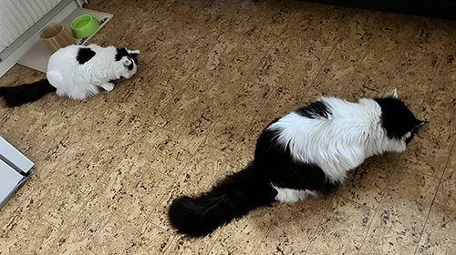 Citrus o Lucifer får godis på Annas köksgolv