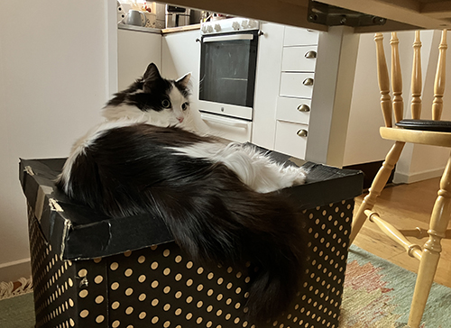 Lucifer på låda under Annas köksbord