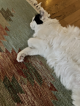 Citrus ligger på sidan och spinner