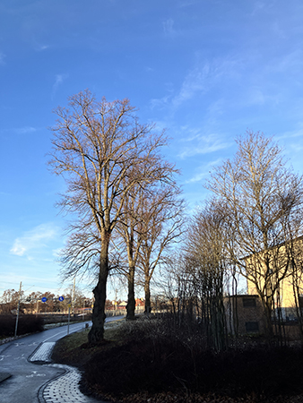 Gångbanan mot Höganäsparken annandagen