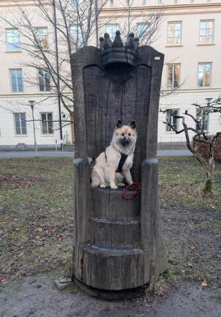 Kung Baldur foto Magnus Torsell