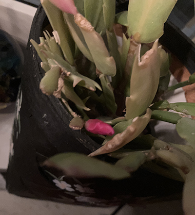 Röd knopp i novemberkaktus nr 2