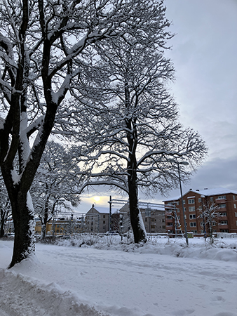Vinterträd i lindallén Österplan