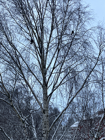 Björk med två svarta fåglar