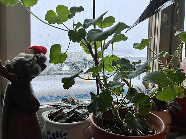Snöig nyårsdag 2026