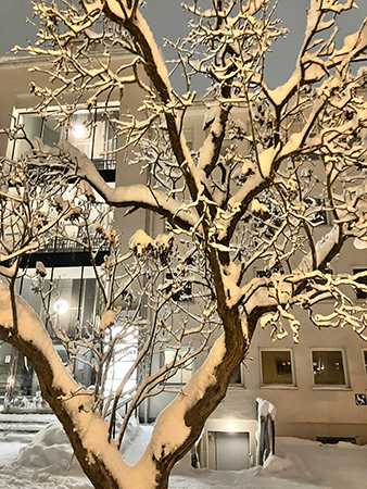Snöigt träd på St Olofsgatan Snöigt träd på St Olofsgatan