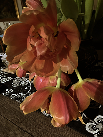 Hängiga orange tulpaner