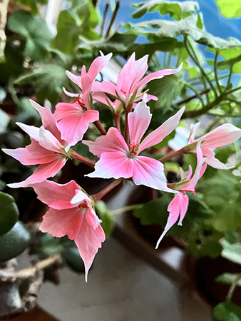 Årets pelargon 2025 blommar i februari 2026