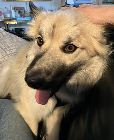 Baldur har bruna ögon