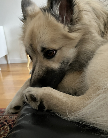 Baldur ligger på soffan