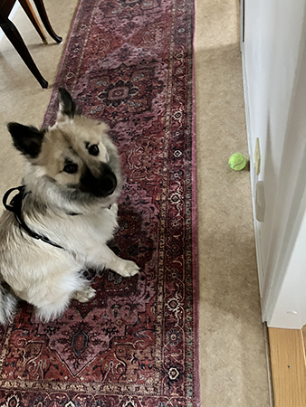 Baldur o tennisbollen i hallen