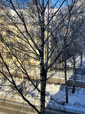 Björken utanför och snöig allé februari 2026