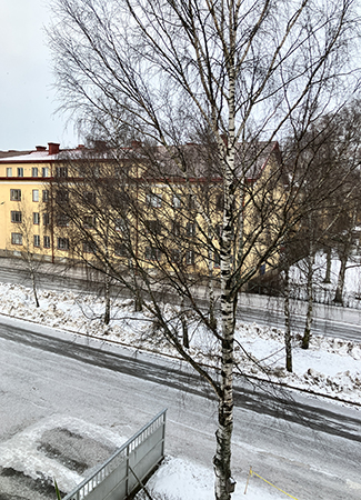 Första februari i allén vinter