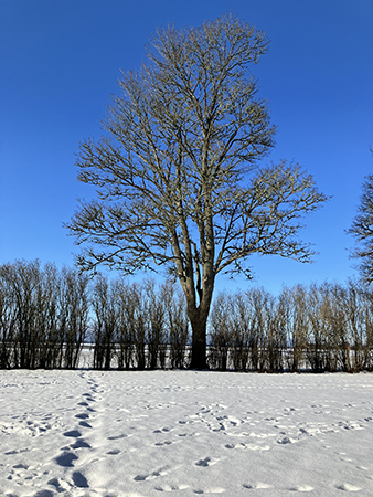 Träd mot blå himmel o fotspår i snön Ulva kvarn 15 feb 2026