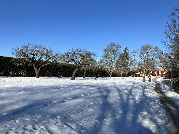 Träd mot blå himmel snö o skuggor Ulva kvarn 15 feb 2026