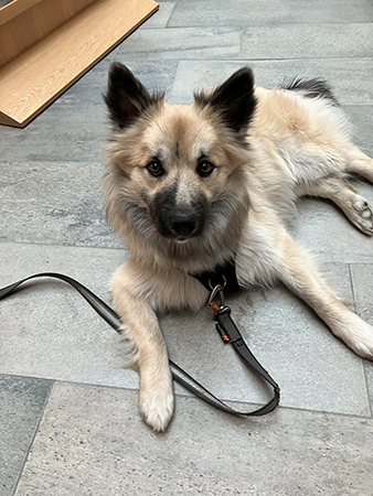 Baldur ligger på jobbet 17 mars 2026