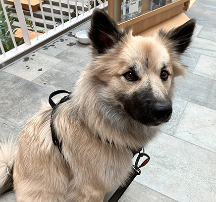 Baldur på jobbet 2 17 mars 2026