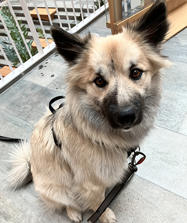 Baldur sitter på jobbet 17 mars 2026