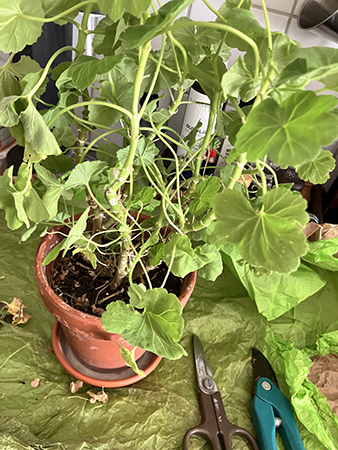 Buskig pelargon som ska klippas ner