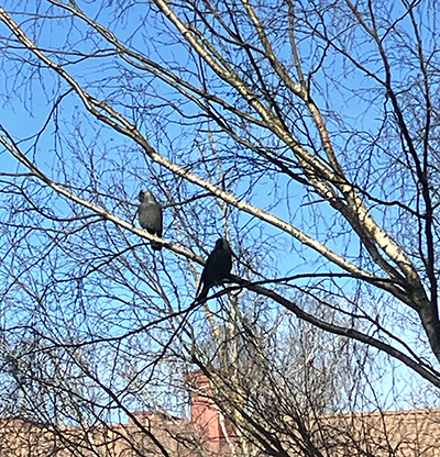 Fåglar i björken utanför som bevakar mitt distansarbete Fåglar i björken utanför som bevakar mitt distansarbete