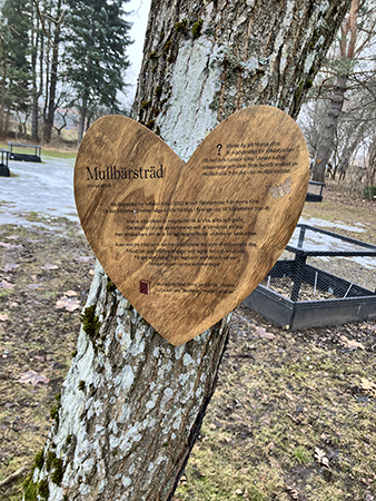 Hjärtskylt på Mullbärsträd