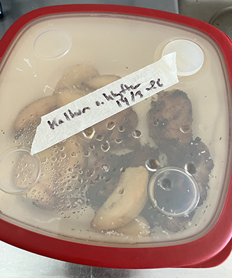 Matlåda med kalkon o klyftor på tining